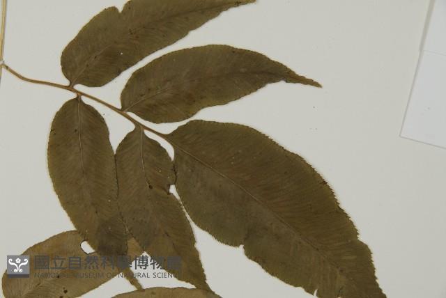 華鳳丫蕨藏品圖，第4張