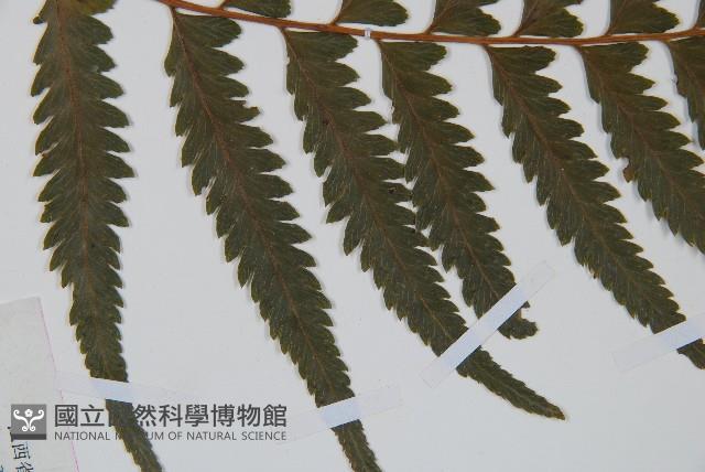 邊緣鱗蓋蕨藏品圖，第4張