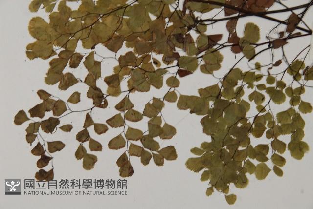 長蓋鐵線蕨藏品圖，第4張