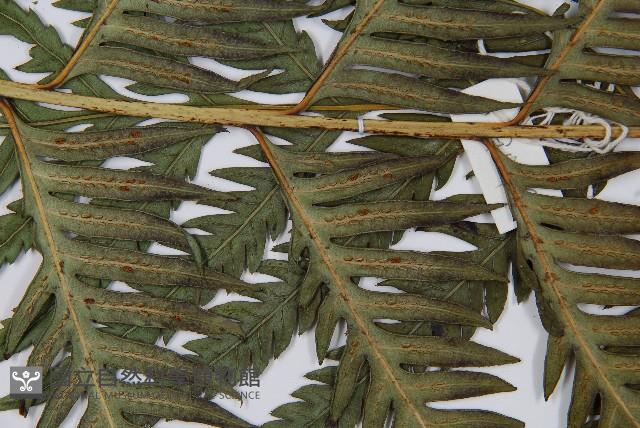 臺灣狗脊蕨藏品圖，第4張