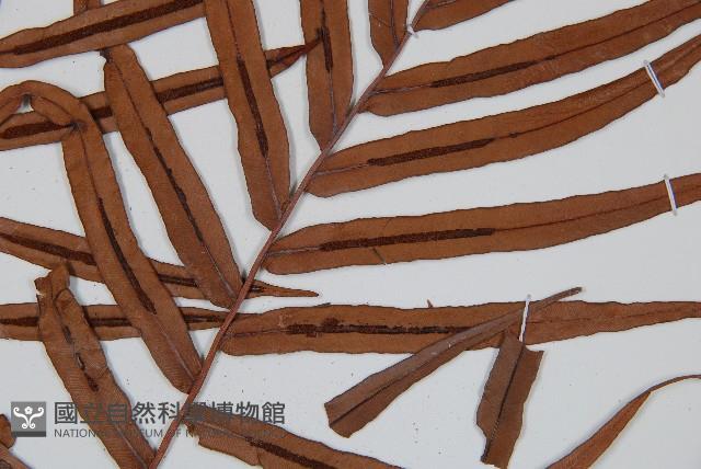 烏毛蕨藏品圖，第3張