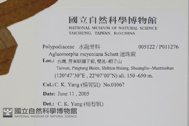 連珠蕨藏品圖，第4張