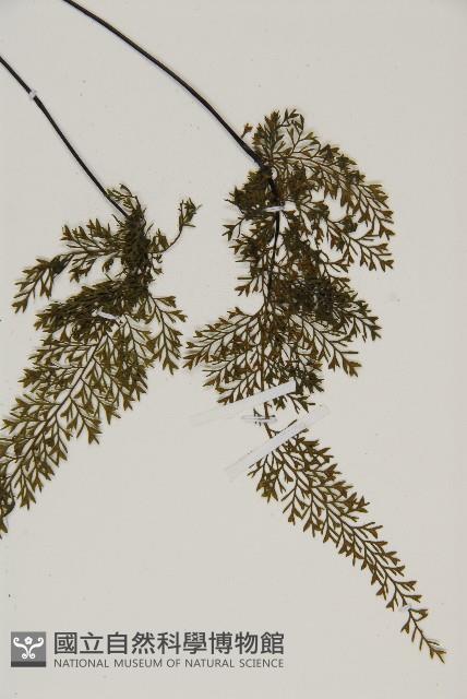 線裂鐵角蕨藏品圖，第4張