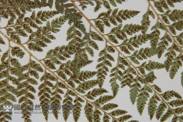 小葉複葉耳蕨藏品圖，第4張