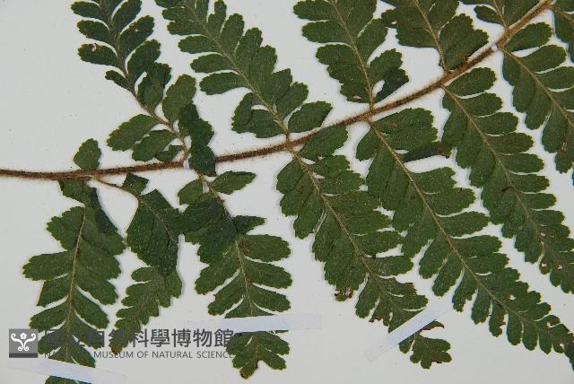 毛囊鱗蓋蕨藏品圖，第4張