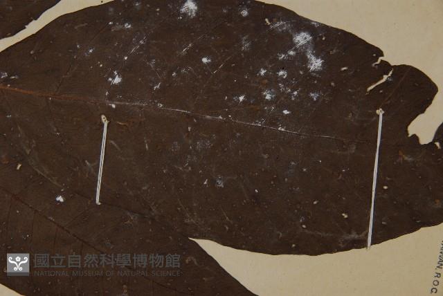 南投三叉蕨藏品圖，第4張