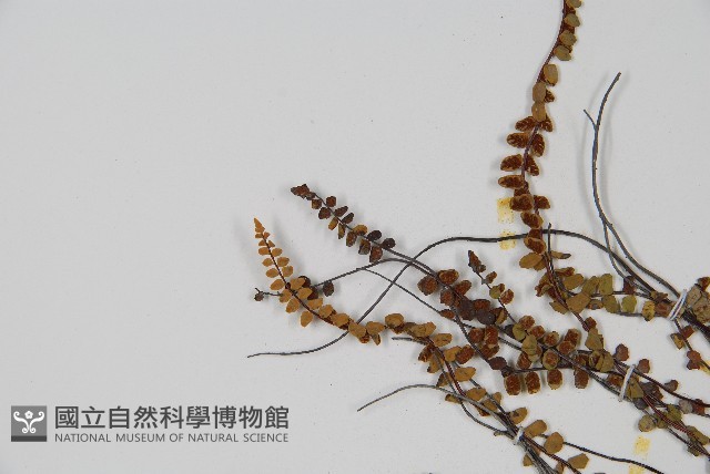 鐵角蕨藏品圖，第4張