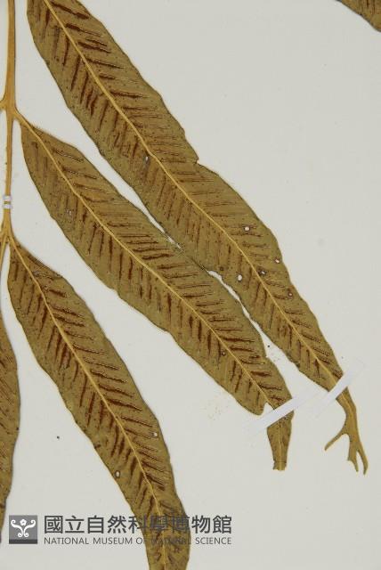 南海鐵角蕨藏品圖，第4張