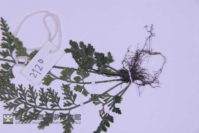 海金沙藏品圖，第3張