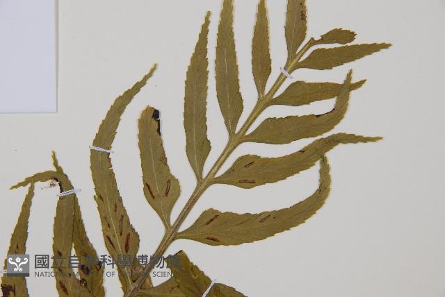 萊氏鐵角蕨藏品圖，第4張