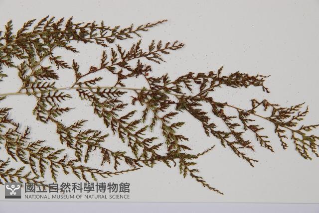 登錄號:P010786藏品圖，第4張