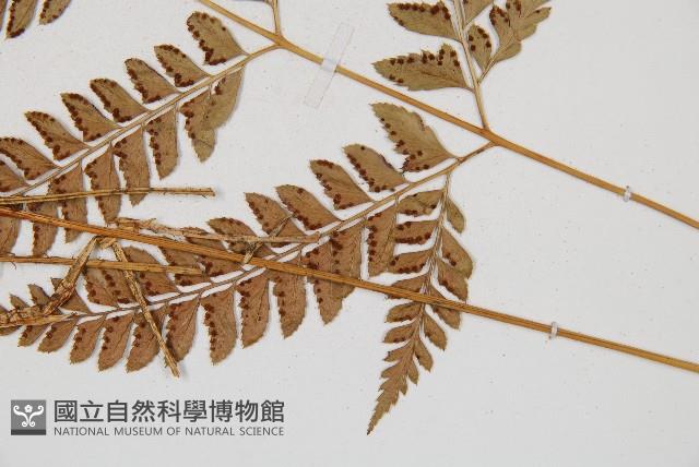 斜方複葉耳蕨藏品圖，第3張