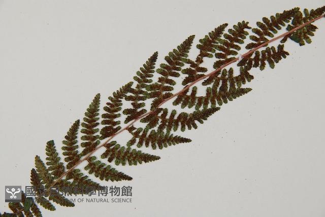 逆葉蹄蓋蕨、逆羽蹄蓋蕨藏品圖，第7張