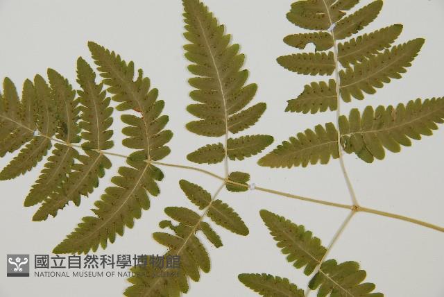 羽節蕨藏品圖，第4張