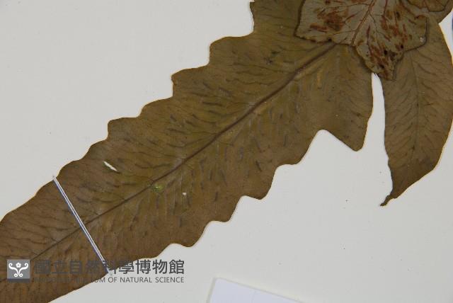 假腸蕨藏品圖，第4張