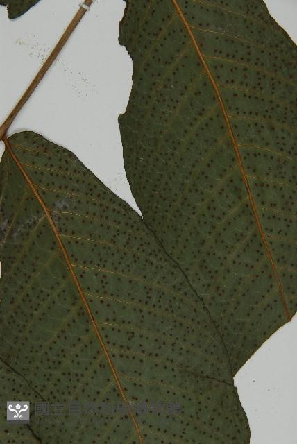 三叉蕨藏品圖，第4張