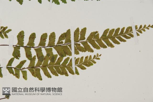 複齒鐵角蕨藏品圖，第4張