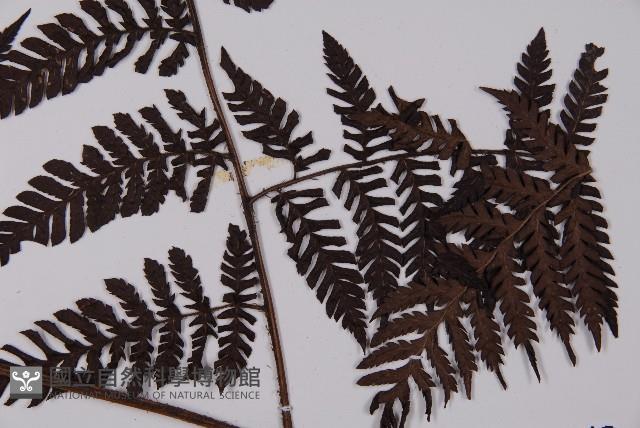 肋毛蕨藏品圖，第4張