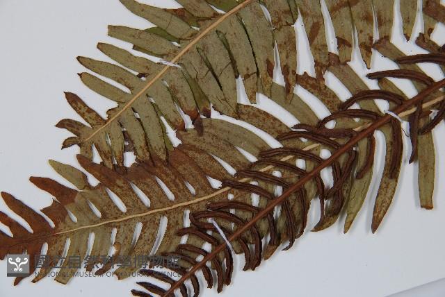 韓氏羅曼蕨藏品圖，第4張
