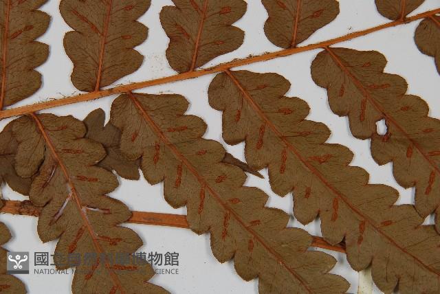 日本狗脊蕨藏品圖，第4張