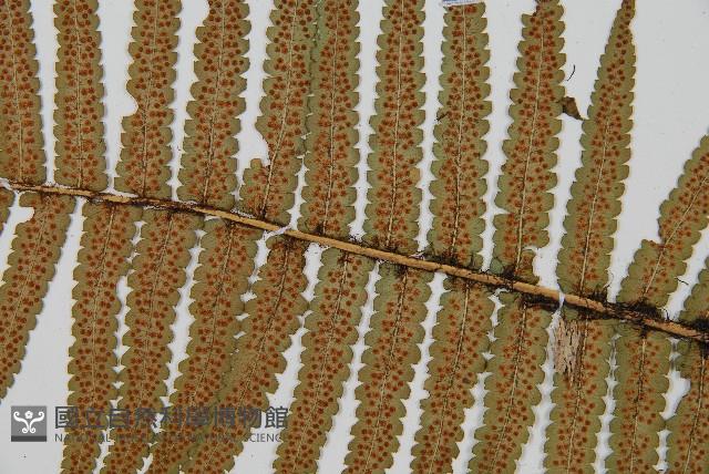 桫欏鱗毛蕨藏品圖，第4張