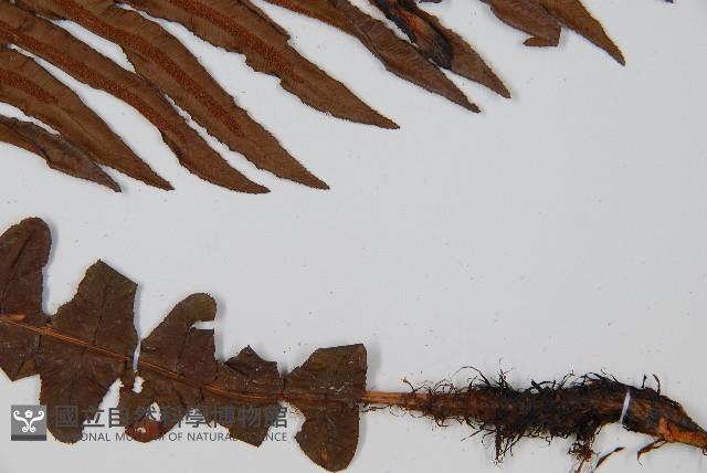 登錄號:P008486藏品圖，第4張