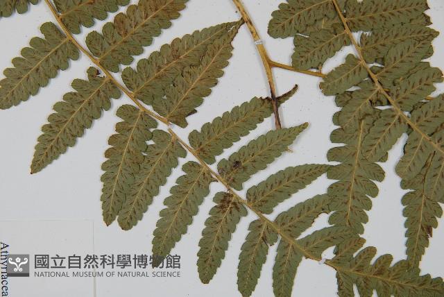 刺柄雙蓋蕨藏品圖，第4張