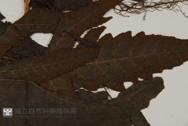 三叉蕨藏品圖，第4張