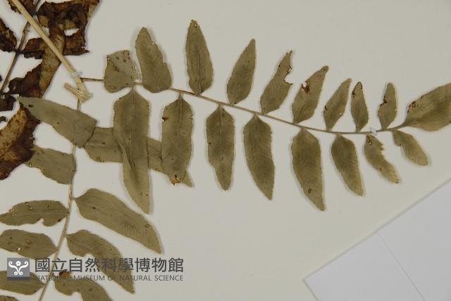 臺灣鳳丫蕨藏品圖，第4張