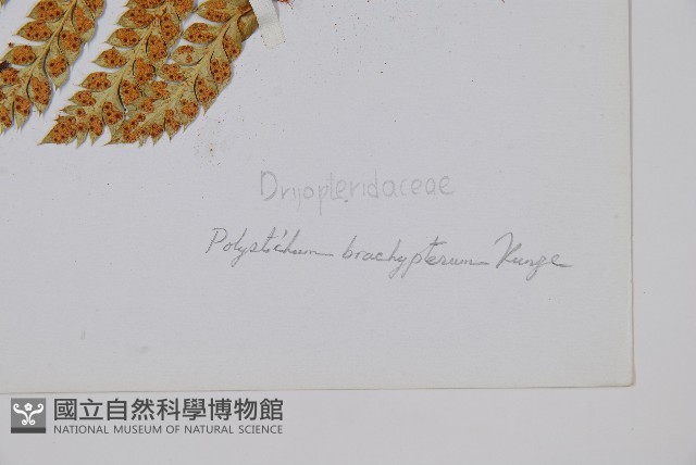 喜馬拉雅耳蕨藏品圖，第4張