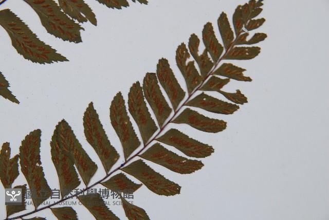 單邊鐵角蕨藏品圖，第4張