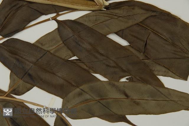 全緣鳳丫蕨藏品圖，第4張