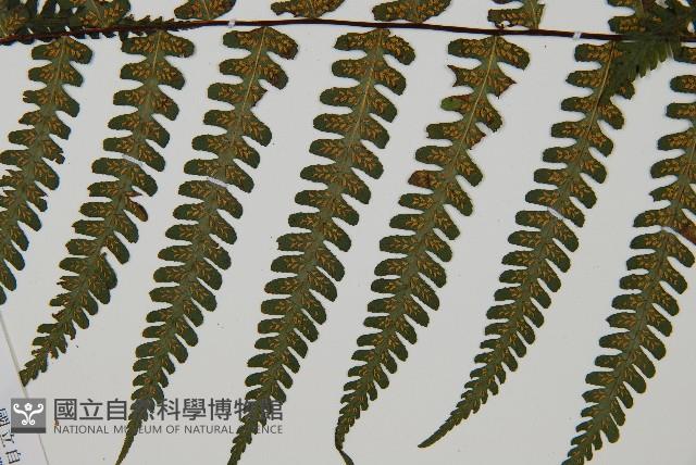 深山蹄蓋蕨藏品圖，第4張