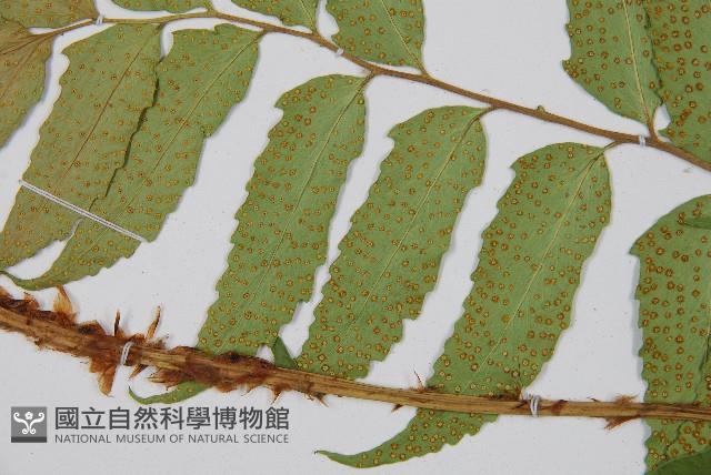 披針貫眾蕨藏品圖，第4張