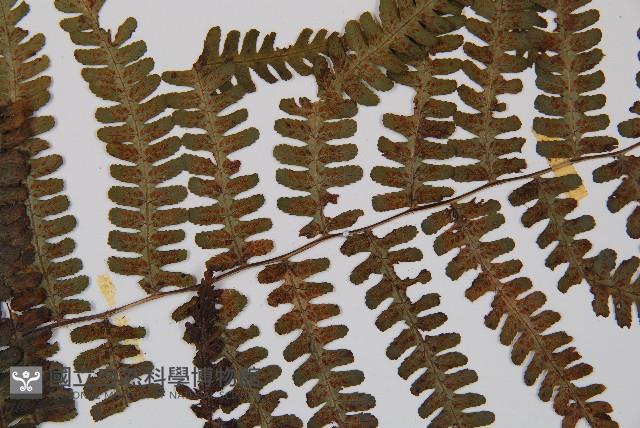 亞蹄蓋蕨藏品圖，第4張