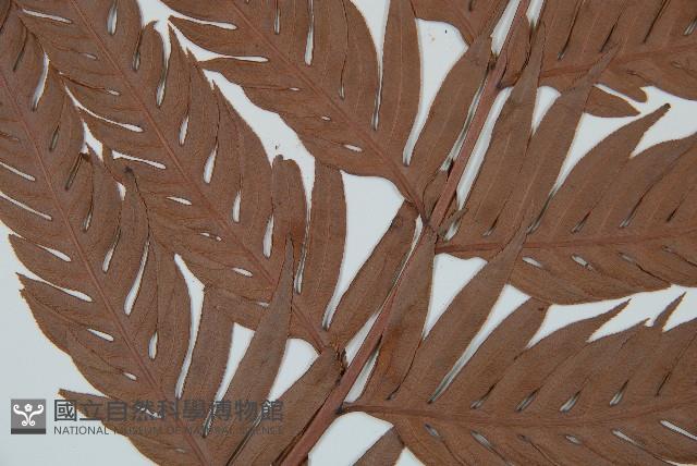 臺灣狗脊蕨藏品圖，第3張