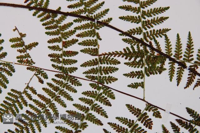 禾稈亮毛蕨藏品圖，第7張
