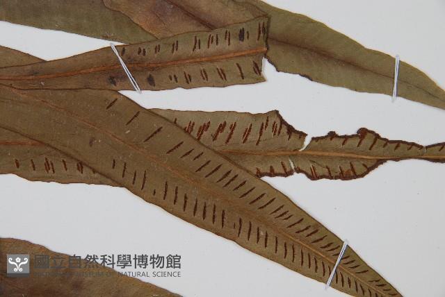 單葉雙蓋蕨藏品圖，第4張