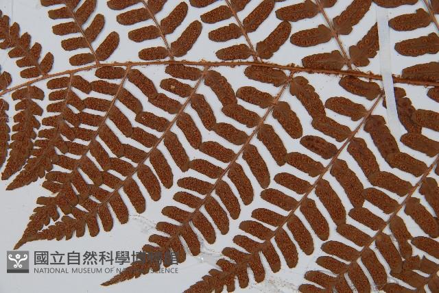 闊鱗鱗毛蕨藏品圖，第4張