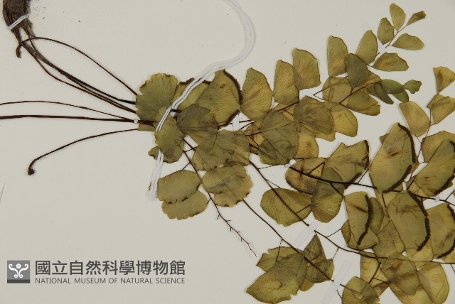 半月形鐵線蕨藏品圖，第4張