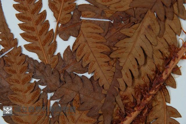 日本狗脊蕨藏品圖，第4張