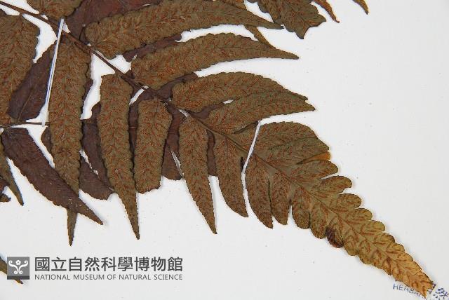 廣葉鋸齒雙蓋蕨藏品圖，第3張