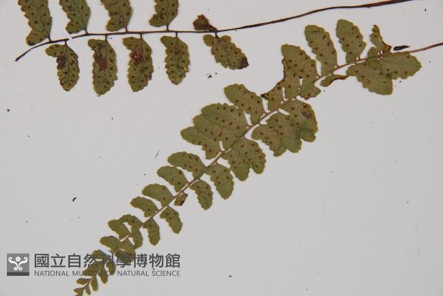 紅苞蹄蓋蕨藏品圖，第4張