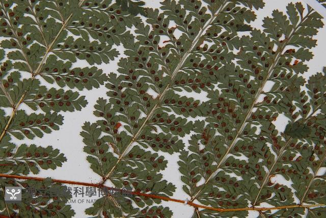 登錄號:P010722藏品圖，第7張