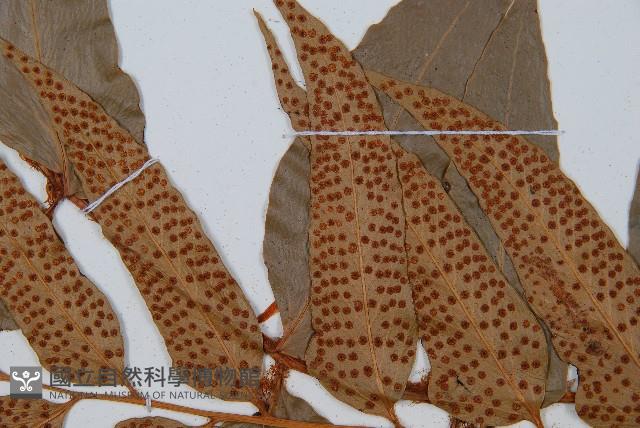 披針貫眾蕨藏品圖，第4張