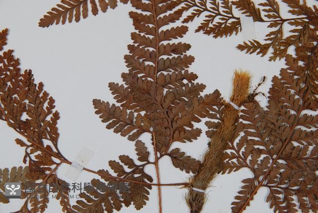 圓蓋陰石蕨藏品圖，第4張