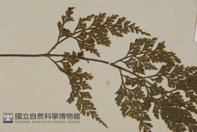 骨碎補鐵角蕨藏品圖，第4張