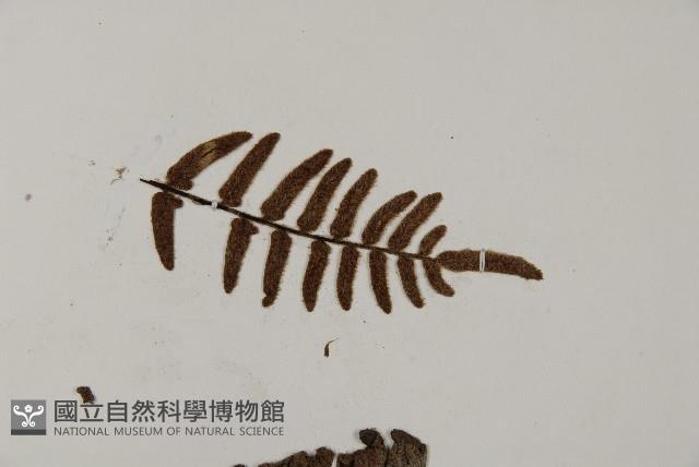 滇西金毛裸蕨藏品圖，第4張