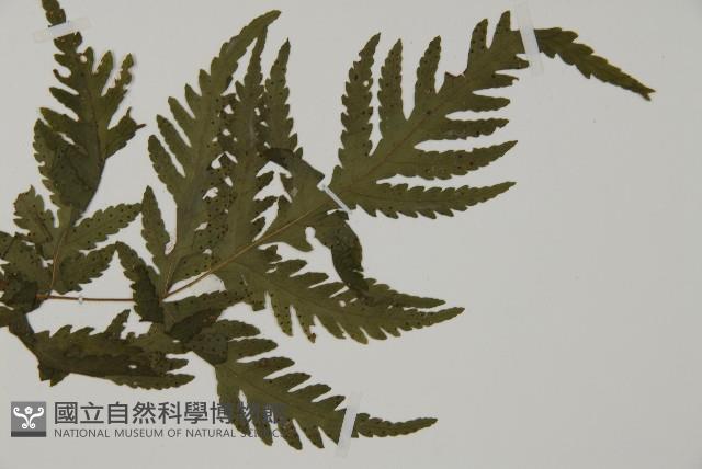 薄葉三叉蕨藏品圖，第4張
