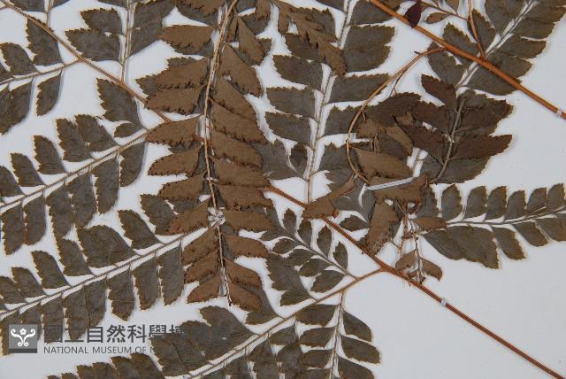 斜方複葉耳蕨藏品圖，第3張